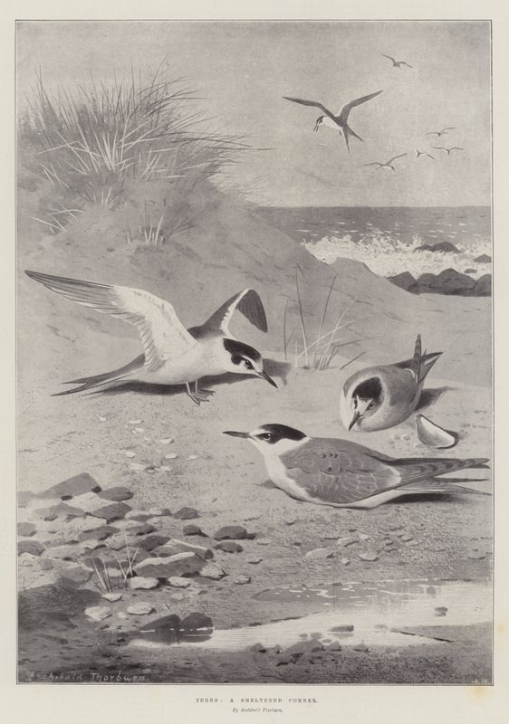 Sternes, un coin abrité - Archibald Thorburn