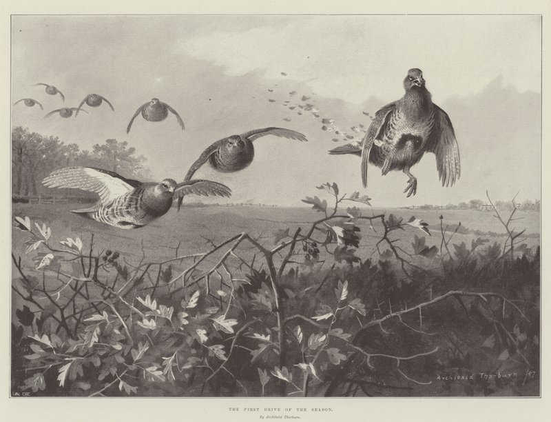 La première chasse de la saison - Archibald Thorburn