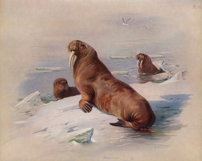 Morse - Archibald Thorburn