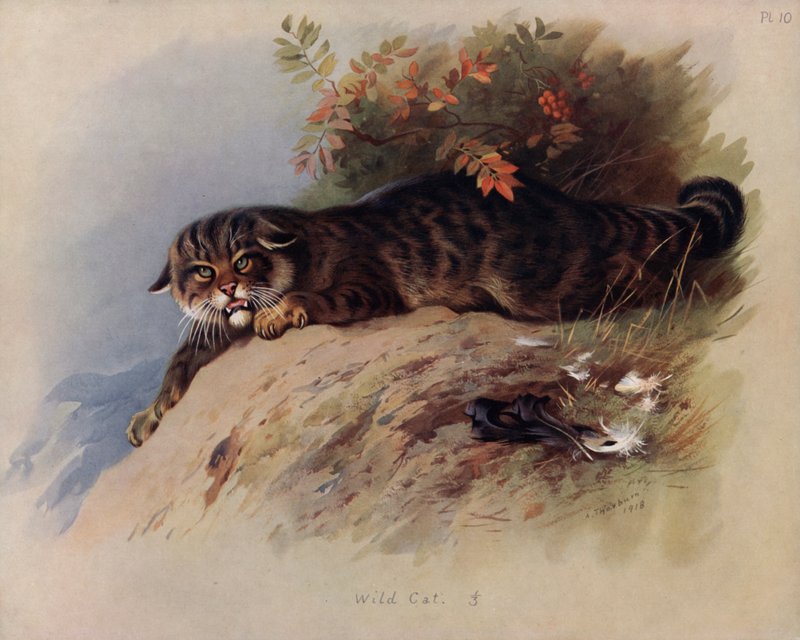 Chat sauvage - Archibald Thorburn
