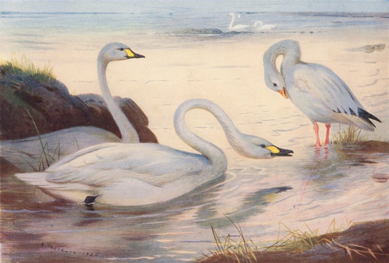 Cygne de Bewick, Oie des neiges - Archibald Thorburn