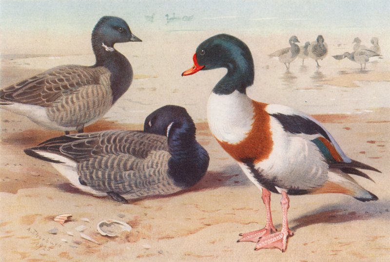 Bernache cravant, Tadorne de Belon - Archibald Thorburn