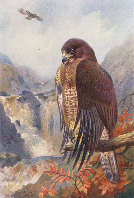 Buse Variable - Archibald Thorburn