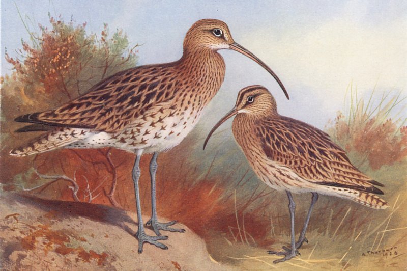 Courlis cendré, Courlis corlieu - Archibald Thorburn