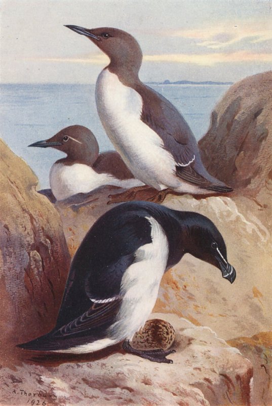 Guillemot commun, Petit Pingouin - Archibald Thorburn