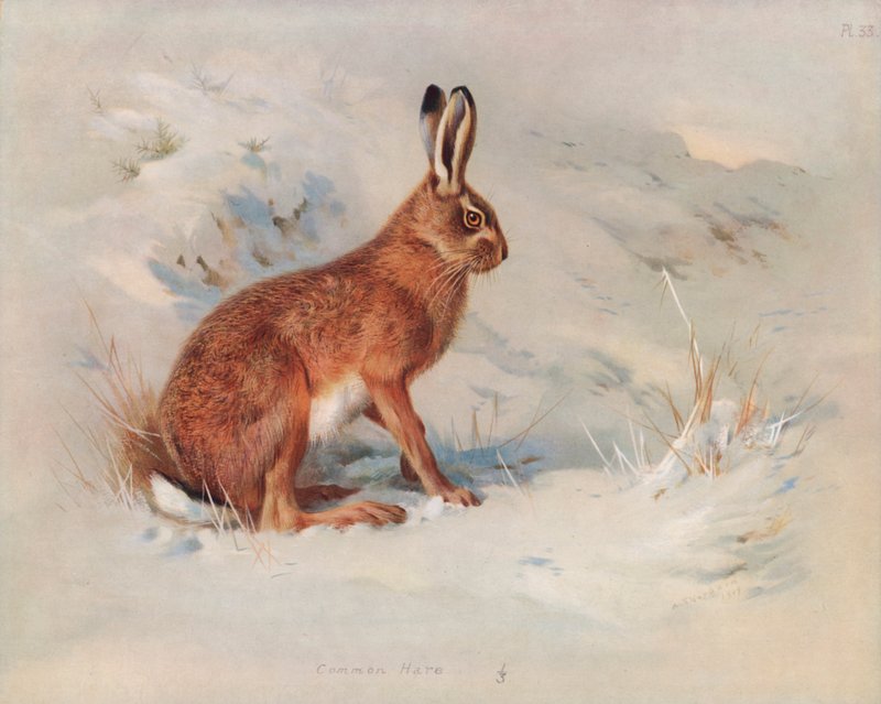 Lièvre commun - Archibald Thorburn