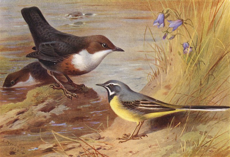 Cincle plongeur, Bergeronnette grise - Archibald Thorburn