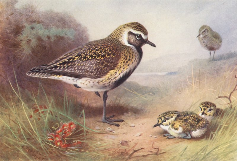 Pluvier doré (été) - Archibald Thorburn