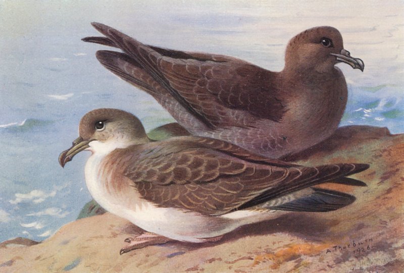 Puffin majeur, Puffin fuligineux - Archibald Thorburn