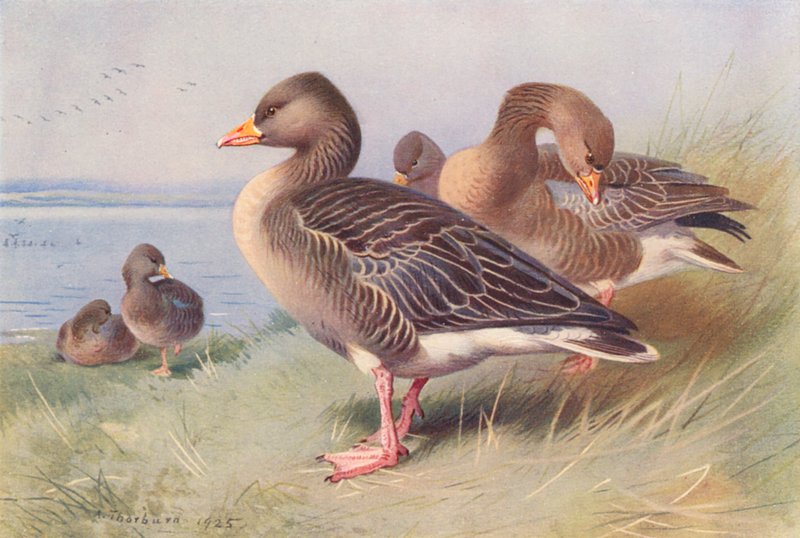 Oie cendrée - Archibald Thorburn