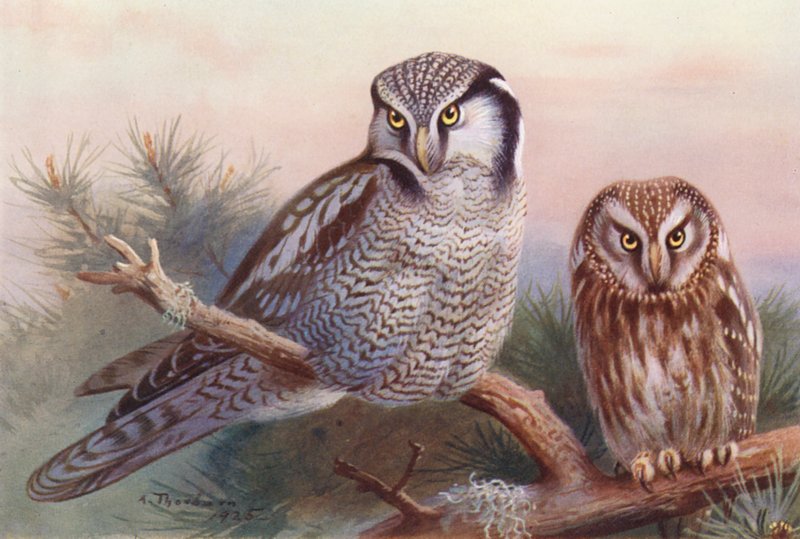 Chouette épervière, Chouette de Tengmalm - Archibald Thorburn