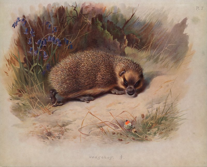 Hérisson - Archibald Thorburn