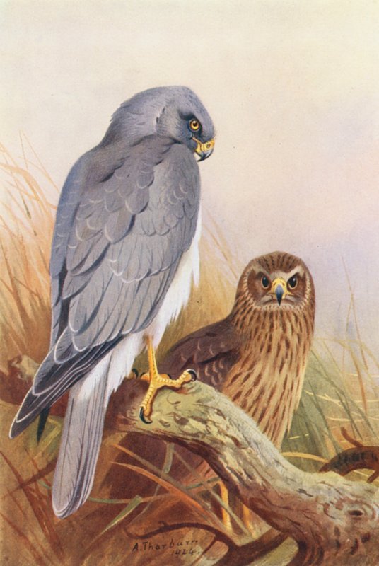 Busard Saint-Martin - Archibald Thorburn