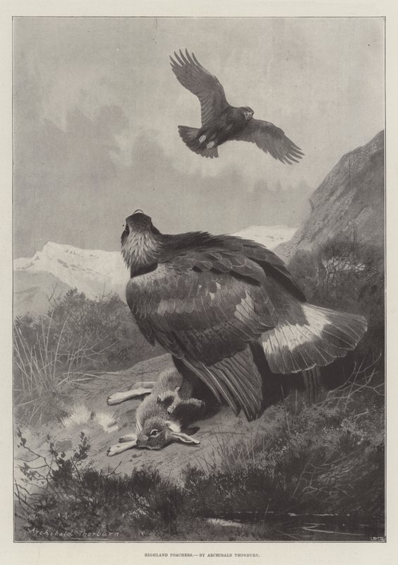 Braconniers des Highlands - Archibald Thorburn