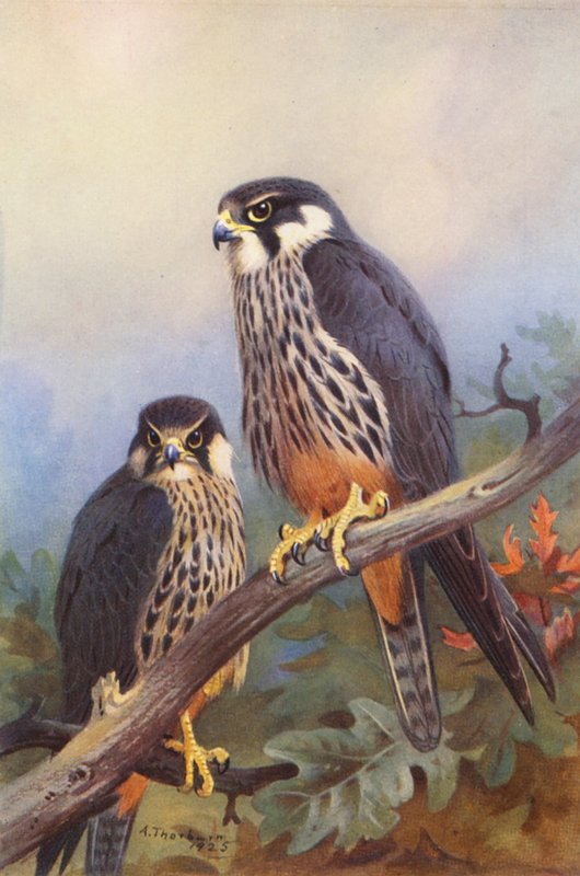 Faucon Hobereau (mâle et femelle) - Archibald Thorburn