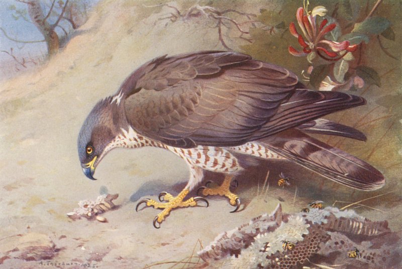 Bondrée Apivore - Archibald Thorburn