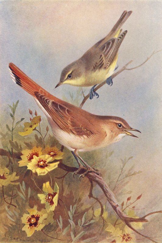 Hypolaïs ictérine, Fauvette roussâtre - Archibald Thorburn