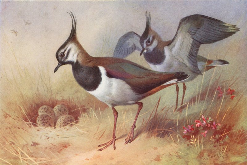 Vanneau (mâle et femelle) - Archibald Thorburn