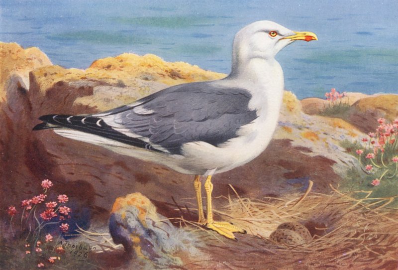 Goéland brun (lithographie en couleur) - Archibald Thorburn