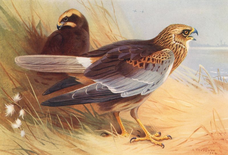 Busard des roseaux - Archibald Thorburn