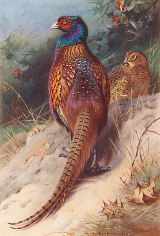 Faisan (mâle et femelle) - Archibald Thorburn