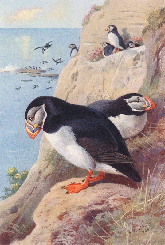 Macareux - Archibald Thorburn