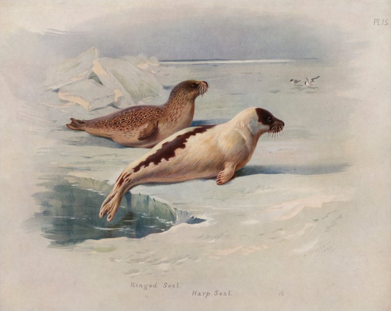 Phoque annelé, Phoque du Groenland - Archibald Thorburn