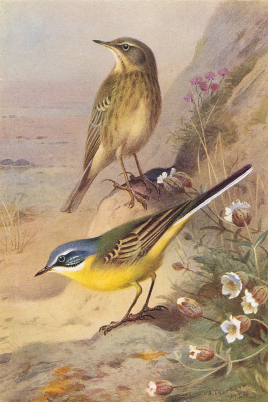 Pipit des rochers, Bergeronnette printanière - Archibald Thorburn
