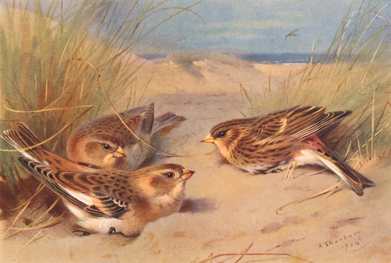 Bruant des neiges (hiver), Linotte à bec jaune - Archibald Thorburn