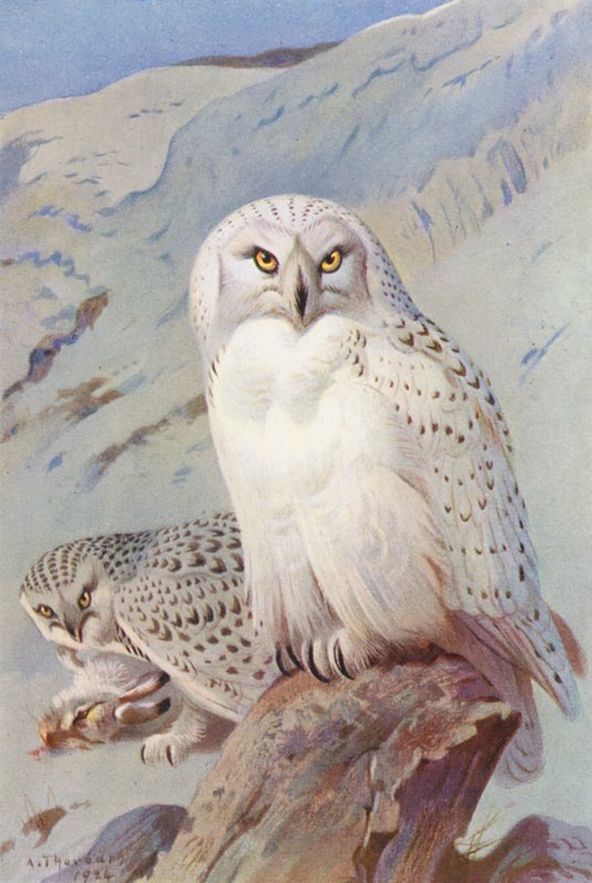 Harfang des neiges - Archibald Thorburn