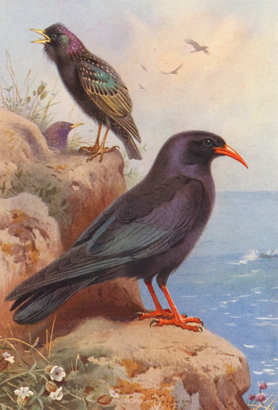 Étourneau, crave - Archibald Thorburn