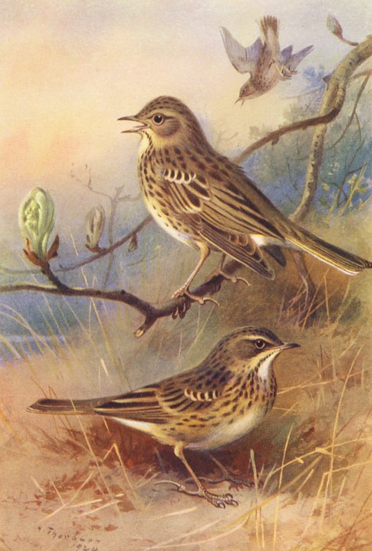 Pipit des arbres, Pipit des prés - Archibald Thorburn