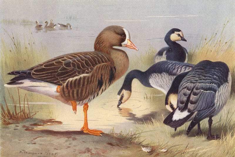 Oie à front blanc, Bernache - Archibald Thorburn