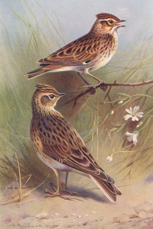 Alouette lulu, Alouette des champs - Archibald Thorburn