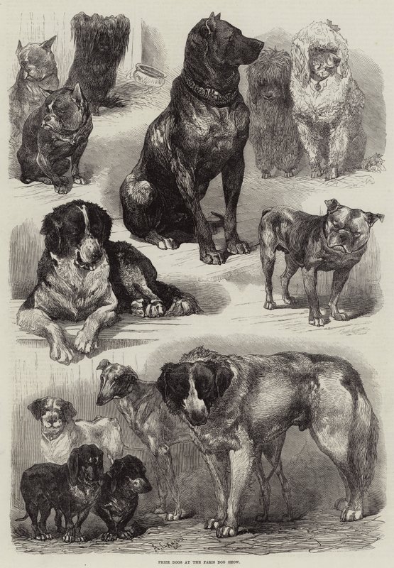 Chiens primés à l