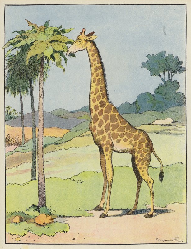 Girafe - Benjamin Rabier