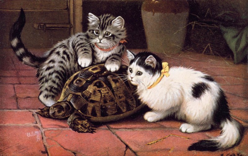 Carte postale de chat - Bernard Cobbe