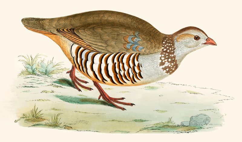 Perdrix gambra - Beverley R. Morris