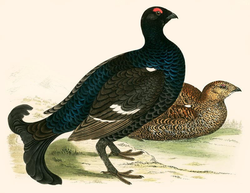 Grand Tétras - Beverley R. Morris