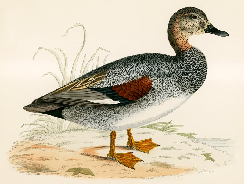 Canard chipeau - Beverley R. Morris