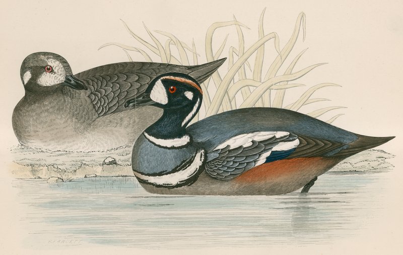 Canard arlequin - Beverley R. Morris