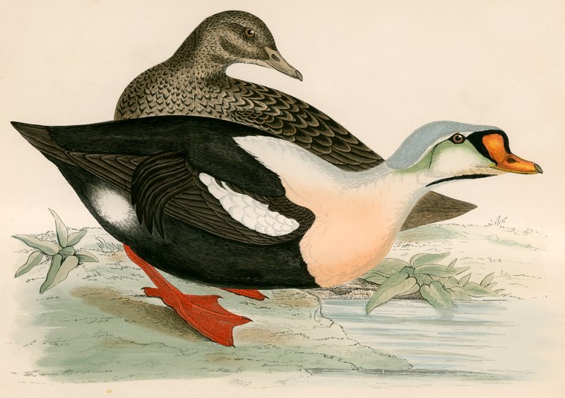 Roi Canard - Beverley R. Morris