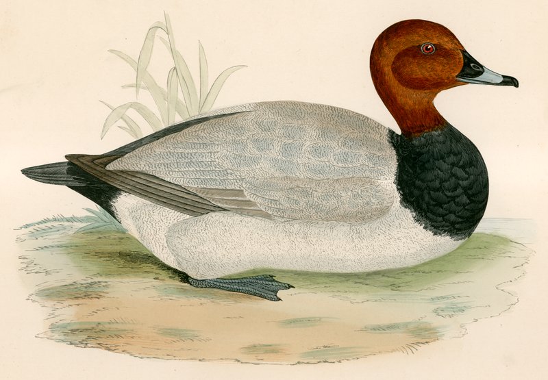 Fuligule milouin - Beverley R. Morris
