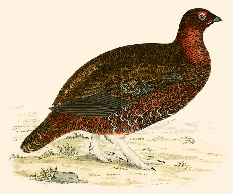 Lagopède - Beverley R. Morris