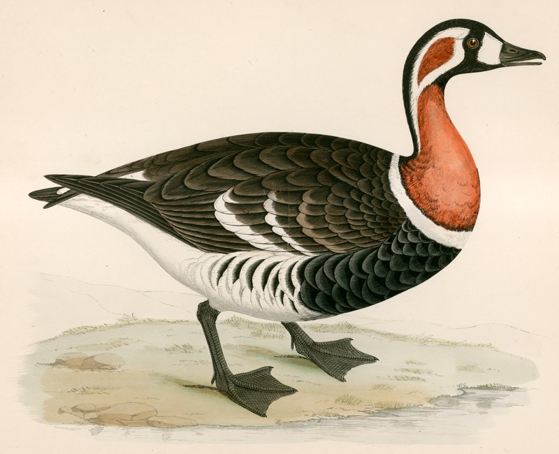 Oie à poitrine rouge - Beverley R. Morris