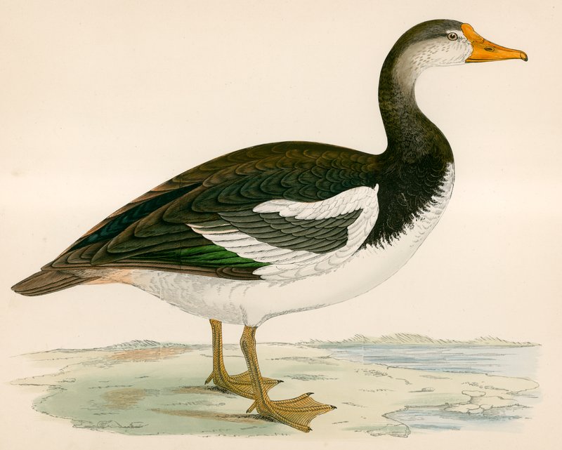 Oie à ailes éperonnées - Beverley R. Morris