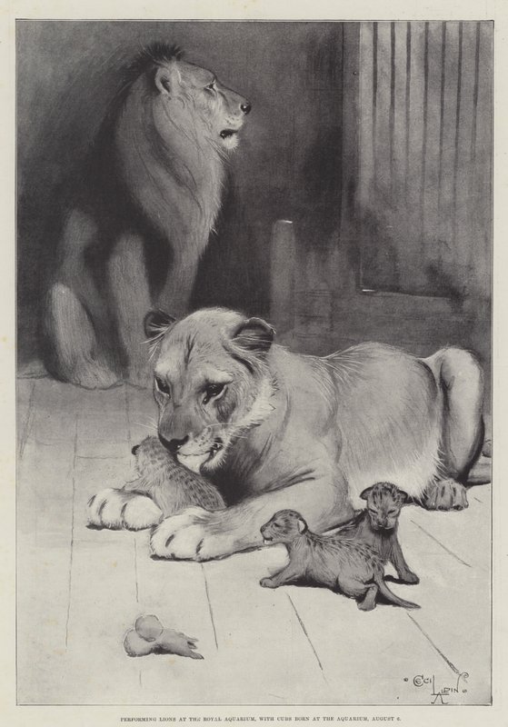 Lions performants à l