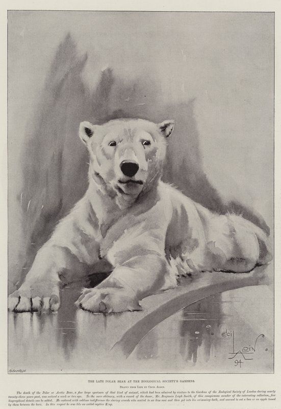 Le dernier ours polaire aux jardins de la Société zoologique - Cecil Charles Windsor Aldin