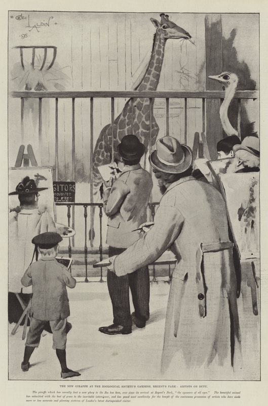 La nouvelle girafe aux jardins de la Société zoologique, Regent