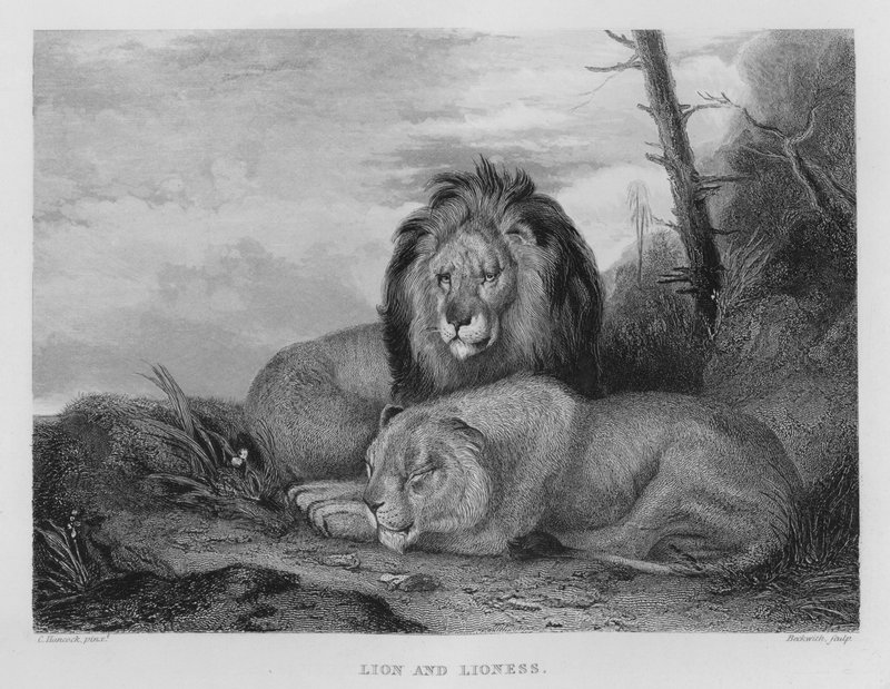 Lion et Lionne (gravure) - Charles (after) Hancock